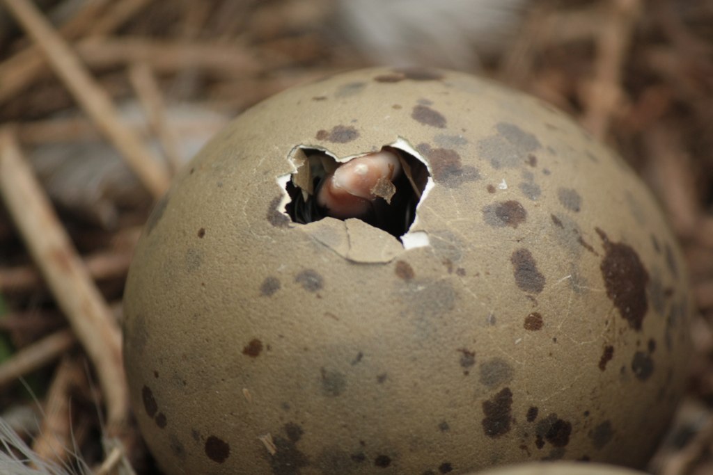 How Long Does It Take for Bird Eggs to Hatch: Quick Guide