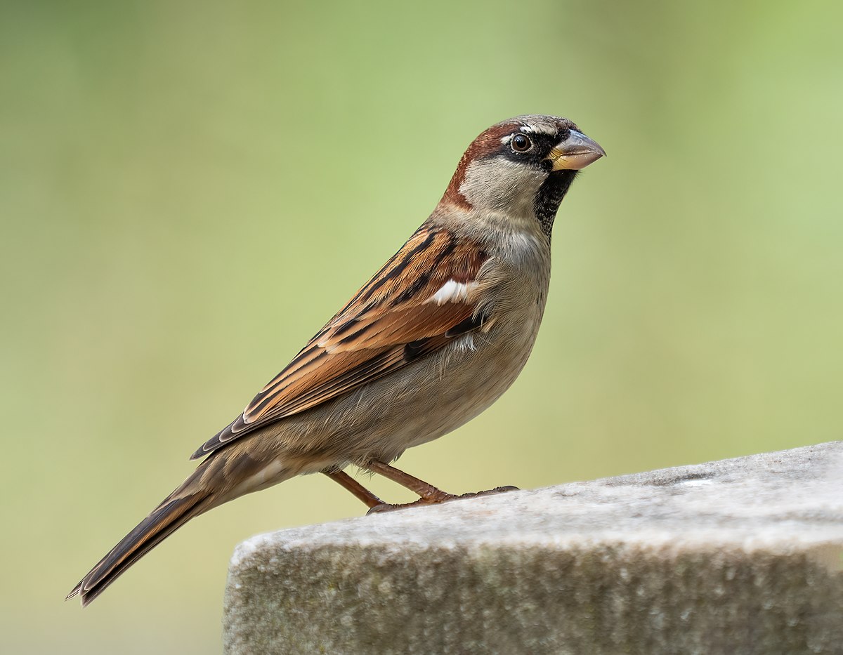 How Long Does a Sparrow Bird Live: Lifespan Secrets