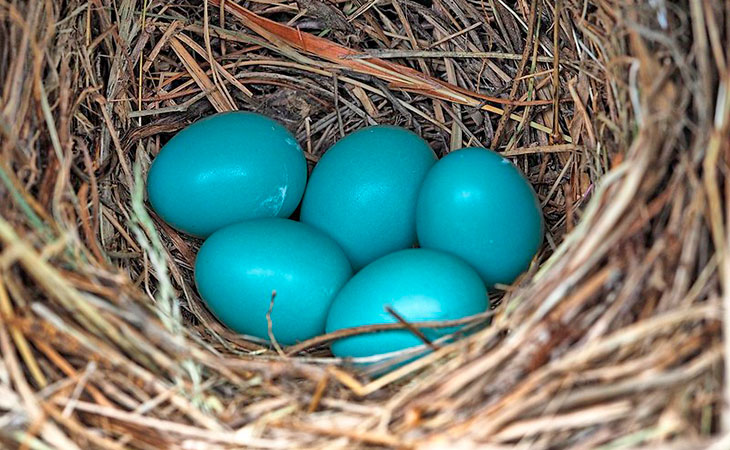 How Long to Hatch Bluebird Eggs: Quick Guide