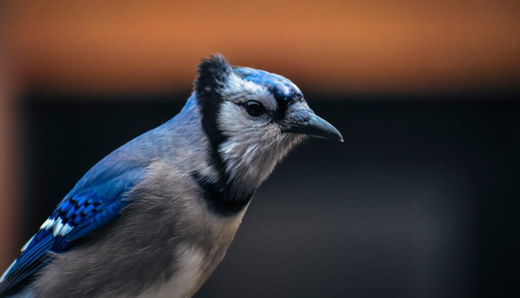 blue jays bird