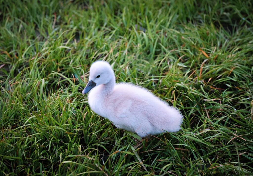 baby swan