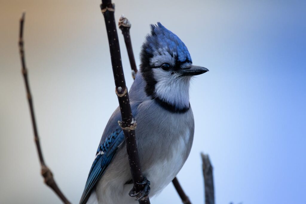 female blue jay.