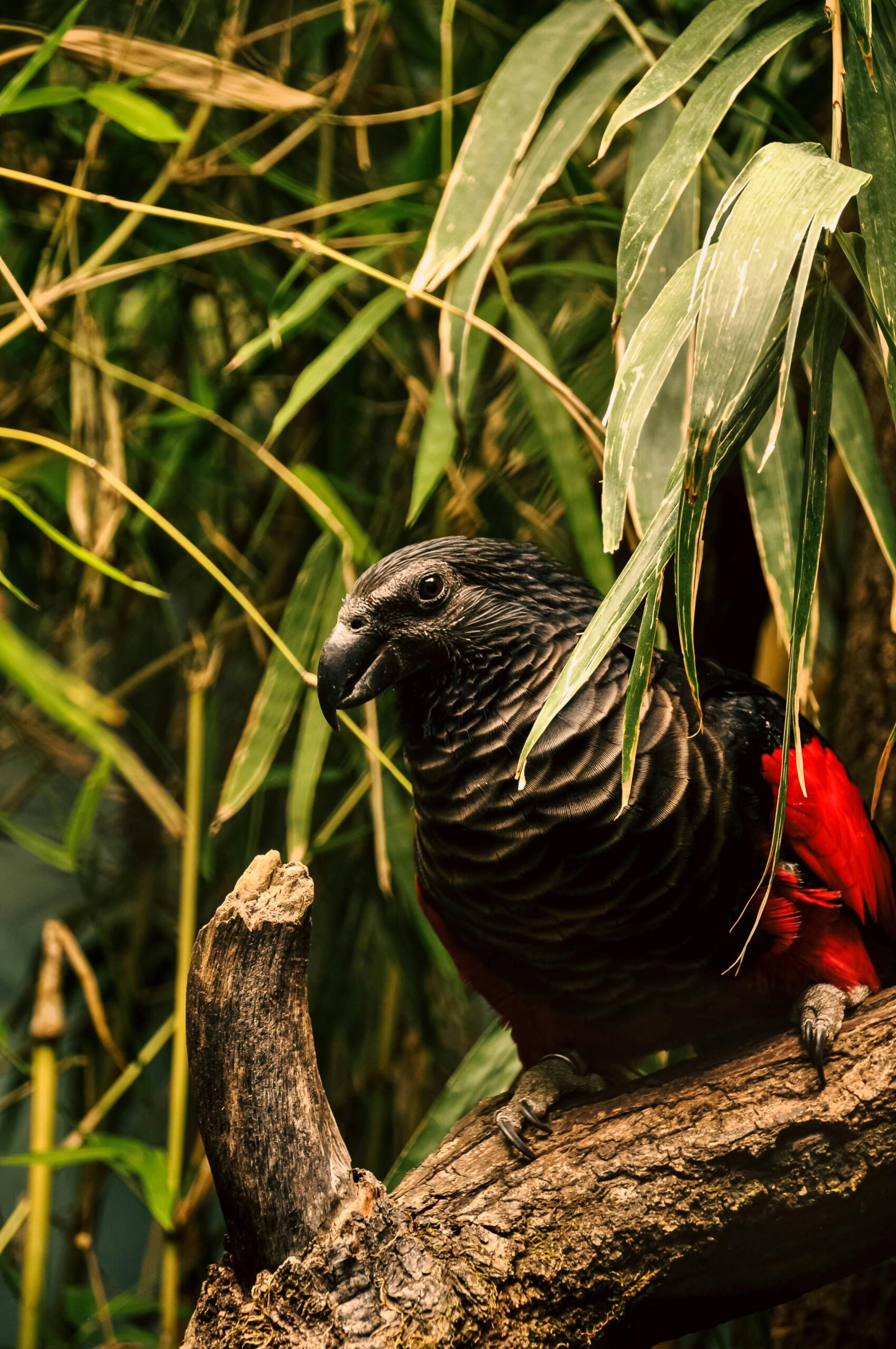 Dracula Parrot