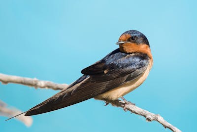 Swallow bird