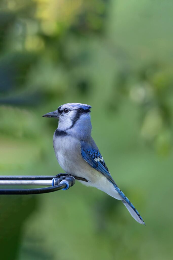 female blue jay.