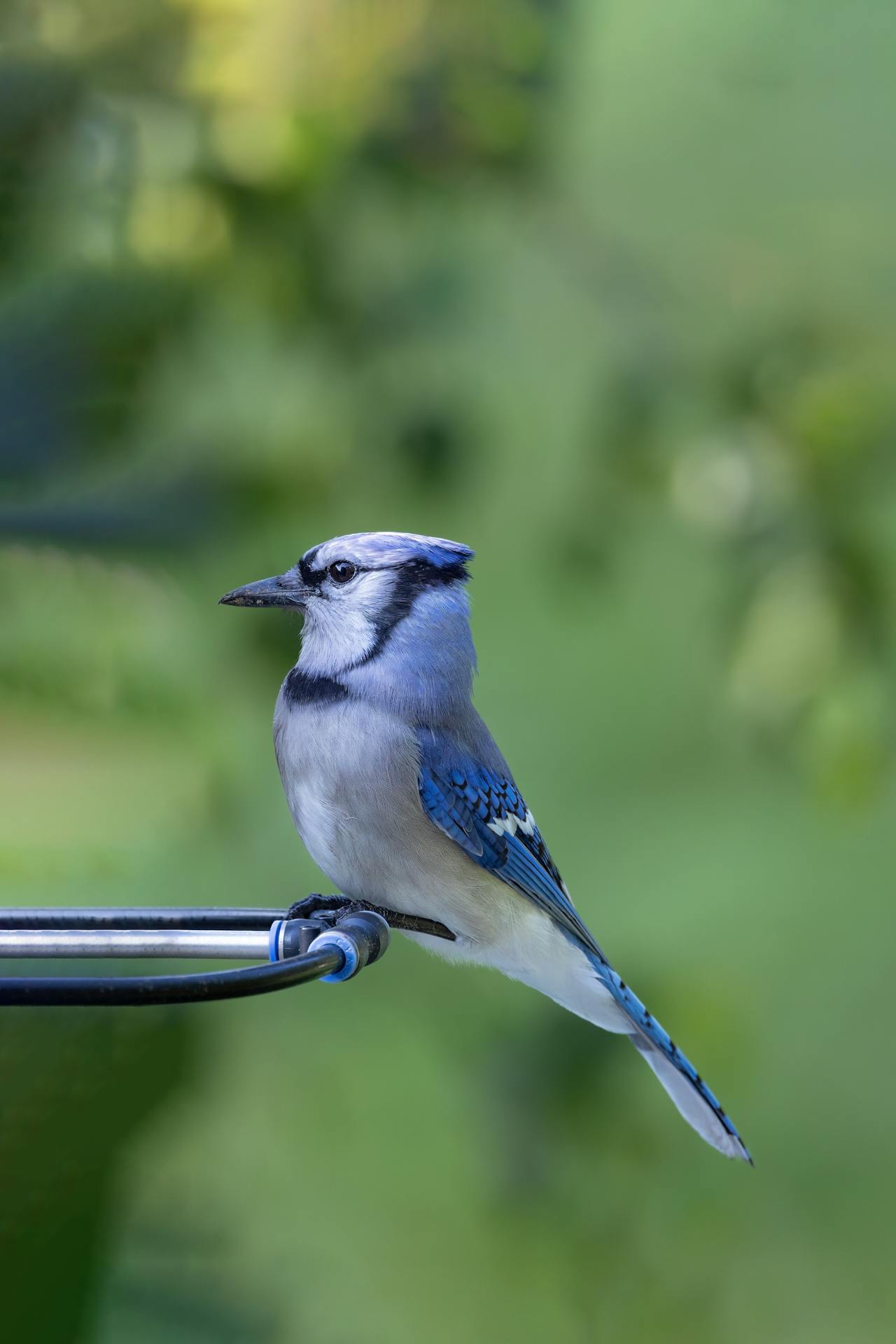 female blue jay.