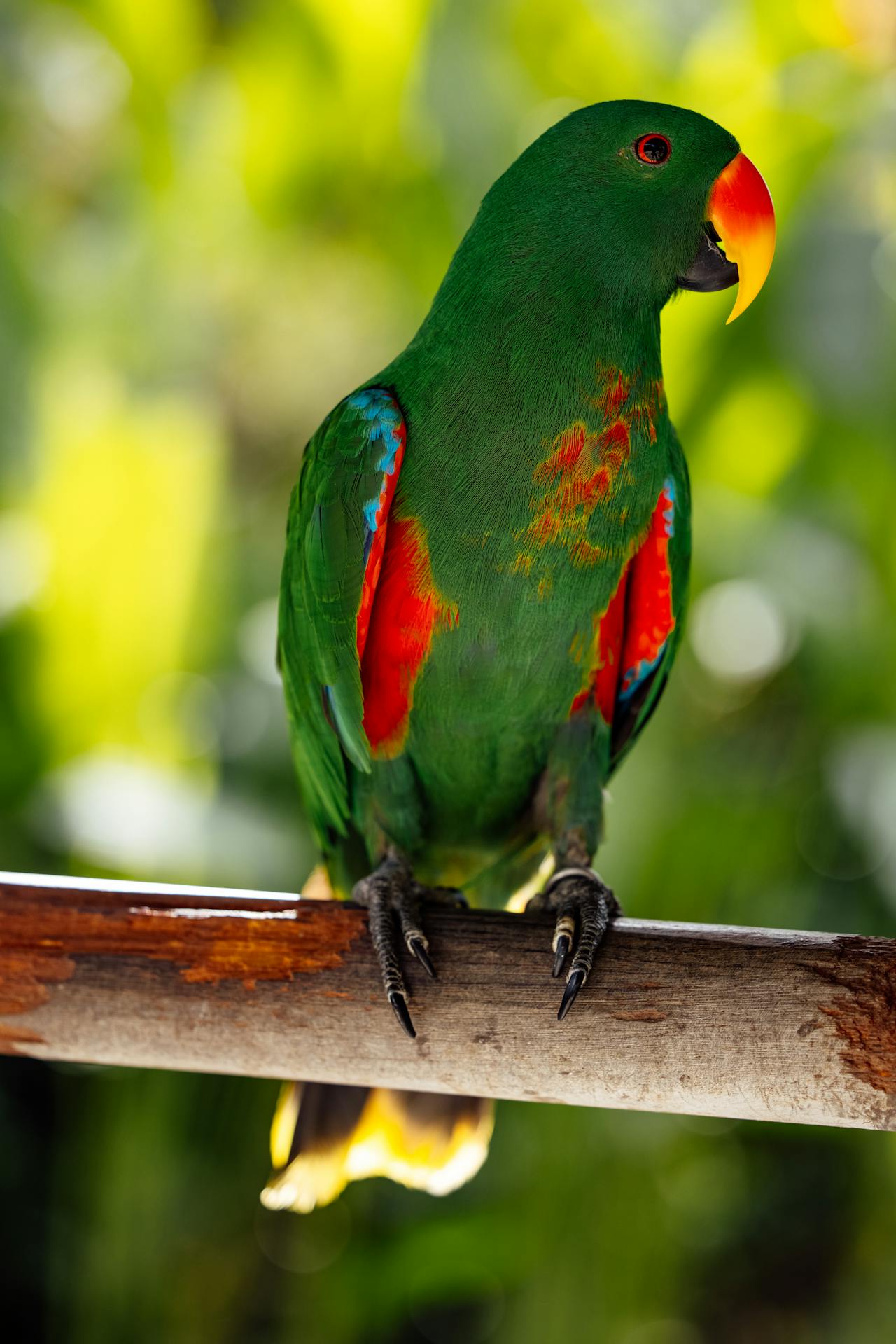 Eclectus Parrot